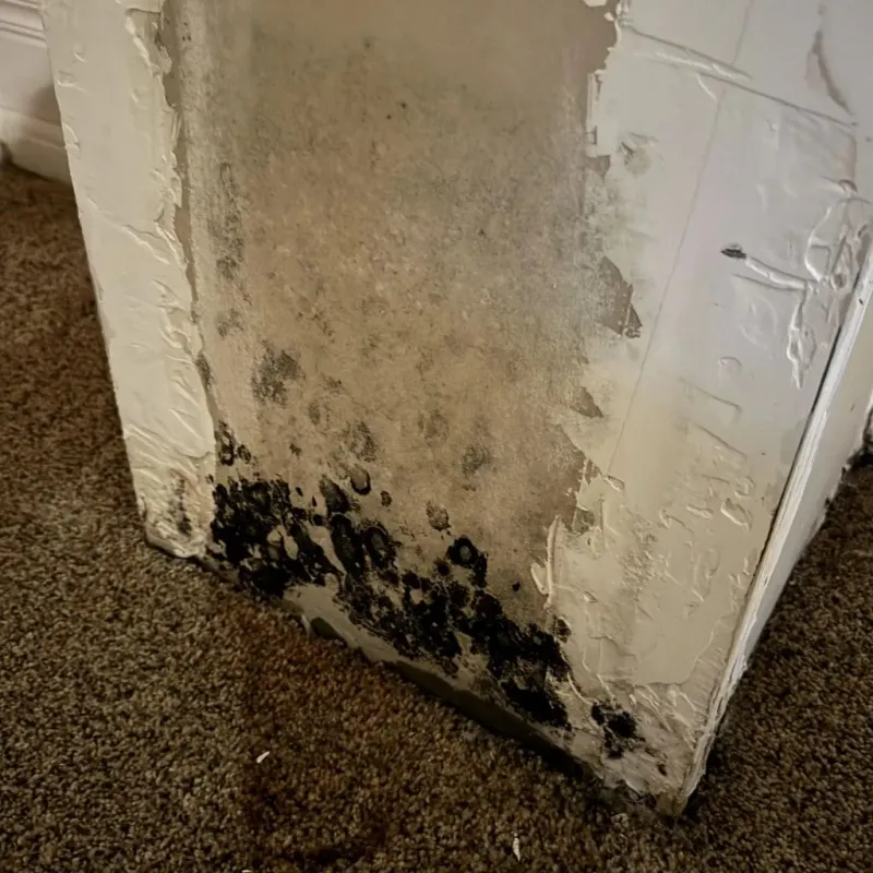 Professional Mold Removal in Reisterstown, MD